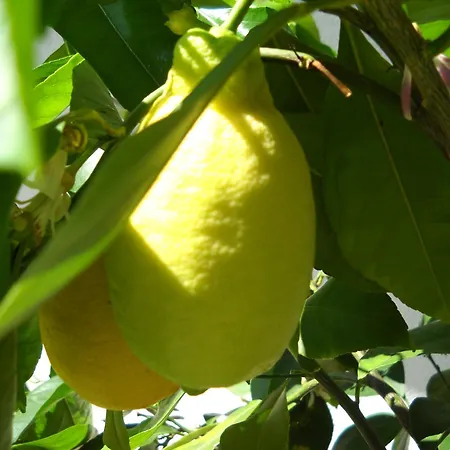 Fischinger Gæstehus Feldkirchen in Kärnten